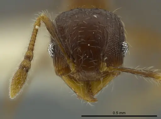 Pheidole angulifera specimen CASENT0625430 image casent0625430_2