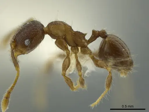 Pheidole angulifera specimen CASENT0625430 image casent0625430_3