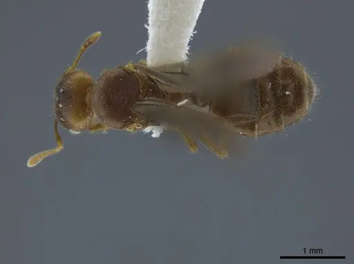 Pheidole angulifera specimen CASENT0625431 image casent0625431_1