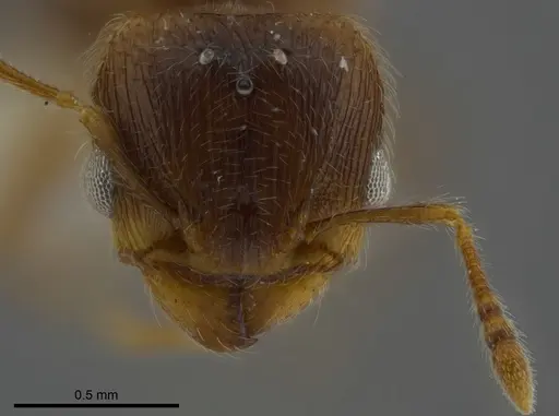 Pheidole angulifera specimen CASENT0625431 image casent0625431_2