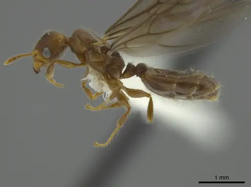 Pheidole angulifera specimen CASENT0625431 image casent0625431_3