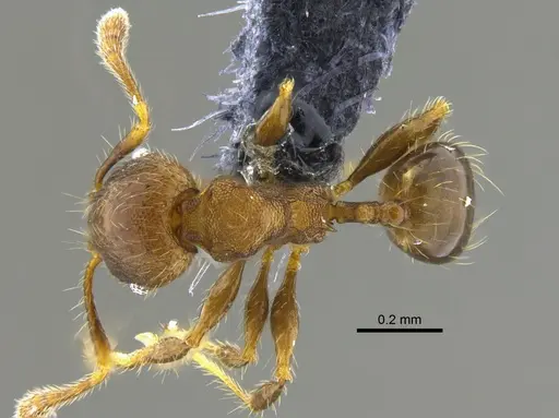 Pheidole angulifera specimen CBUMAGENT42037 image cbumagent42037_1