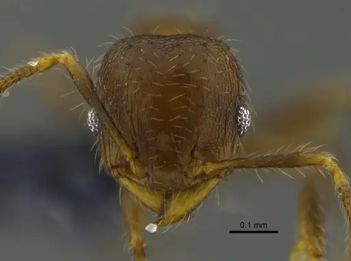 Pheidole angulifera specimen CBUMAGENT42037 image cbumagent42037_2