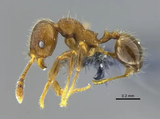 Pheidole angulifera specimen CBUMAGENT42037 image cbumagent42037_3