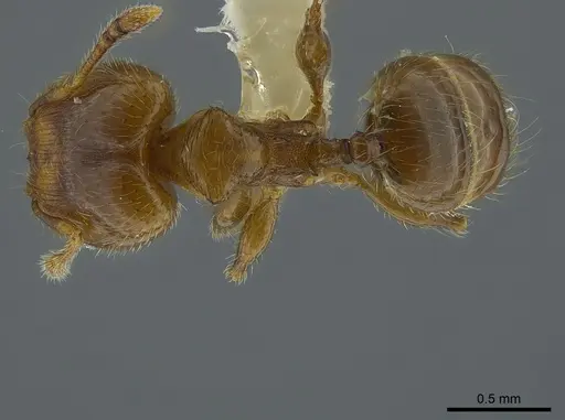 Pheidole angulifera specimen INBIOCRI001281571 image inbiocri001281571_1