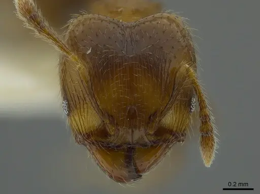 Pheidole angulifera specimen INBIOCRI001281571 image inbiocri001281571_2