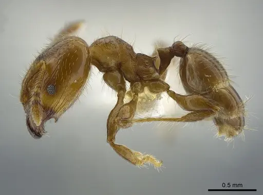 Pheidole angulifera specimen INBIOCRI001281571 image inbiocri001281571_3