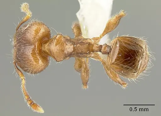 Pheidole angulifera specimen INBIOCRI001281572 image inbiocri001281572_1