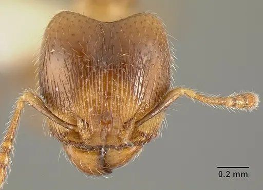Pheidole angulifera specimen INBIOCRI001281572 image inbiocri001281572_2