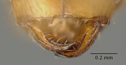 Pheidole angulifera specimen INBIOCRI001281572 image inbiocri001281572_3