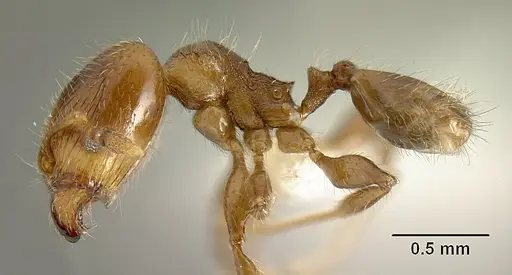 Pheidole angulifera specimen INBIOCRI001281572 image inbiocri001281572_4