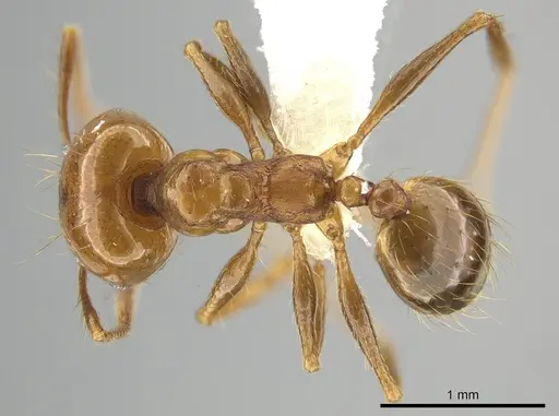 Pheidole angusta specimen CASENT0644303 image casent0644303_1