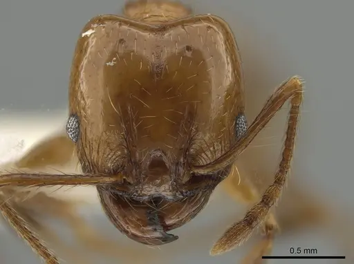 Pheidole angusta specimen CASENT0644303 image casent0644303_2