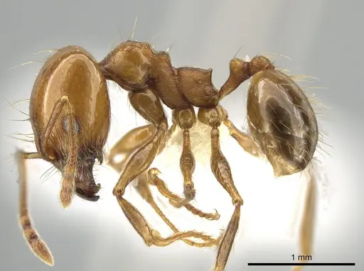 Pheidole angusta specimen CASENT0644303 image casent0644303_3