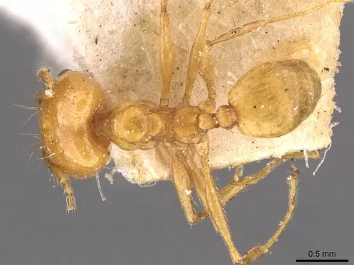 Pheidole angusta specimen CASENT0908214 image casent0908214_1