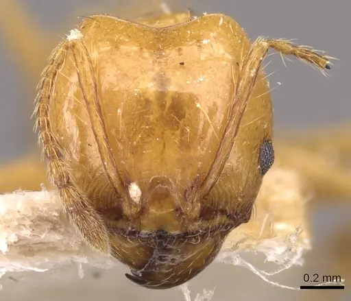 Pheidole angusta specimen CASENT0908214 image casent0908214_2