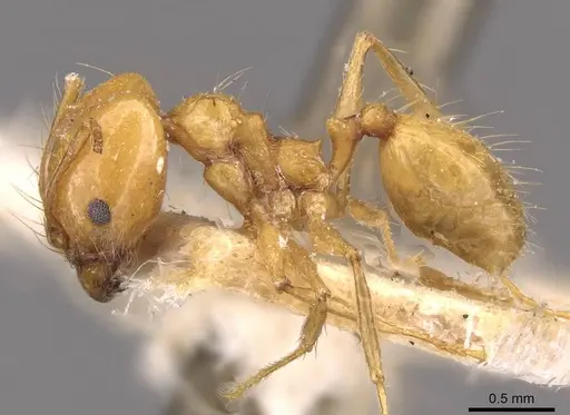 Pheidole angusta specimen CASENT0908214 image casent0908214_3