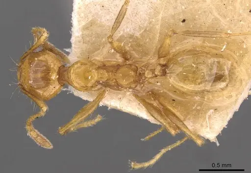 Pheidole angusta specimen CASENT0908215 image casent0908215_1