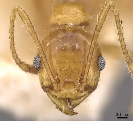 Pheidole angusta specimen CASENT0908215 image casent0908215_2
