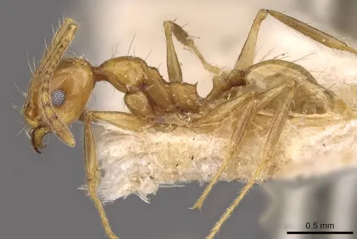 Pheidole angusta specimen CASENT0908215 image casent0908215_3
