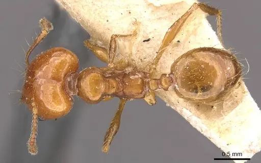 Pheidole angusta specimen CASENT0908216 image casent0908216_1