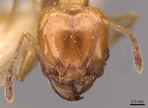 Pheidole angusta specimen CASENT0908216 image casent0908216_2