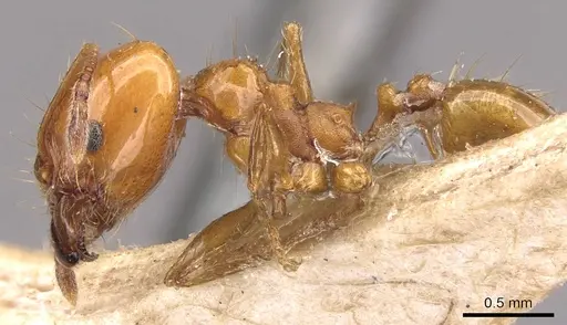 Pheidole angusta specimen CASENT0908216 image casent0908216_3
