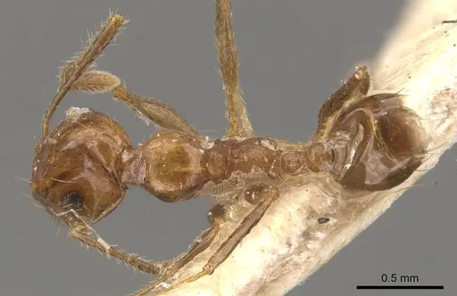 Pheidole angusta specimen CASENT0908217 image casent0908217_1