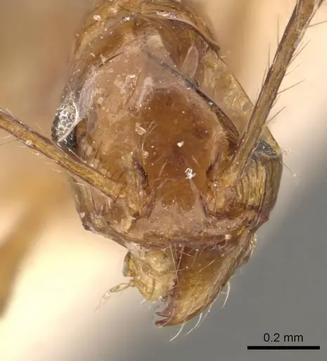 Pheidole angusta specimen CASENT0908217 image casent0908217_2