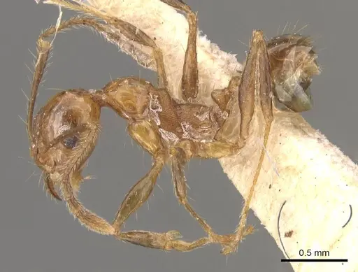 Pheidole angusta specimen CASENT0908217 image casent0908217_3