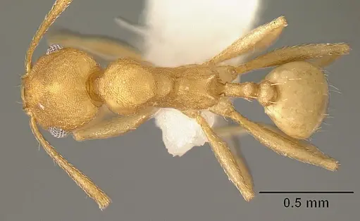 Pheidole angusticeps specimen CASENT0610101 image casent0610101_1