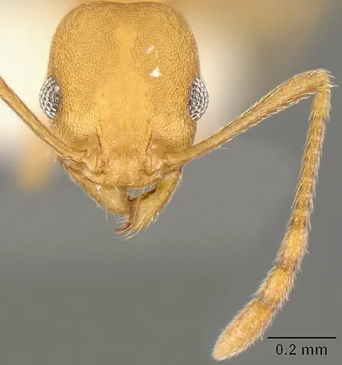 Pheidole angusticeps specimen CASENT0610101 image casent0610101_2