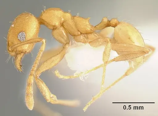 Pheidole angusticeps specimen CASENT0610101 image casent0610101_3
