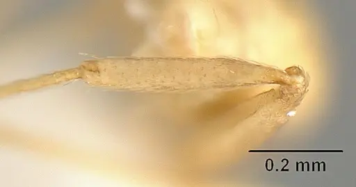 Pheidole angusticeps specimen CASENT0610101 image casent0610101_4