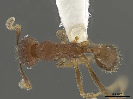 Pheidole angusticeps specimen CASENT0612245 image casent0612245_1