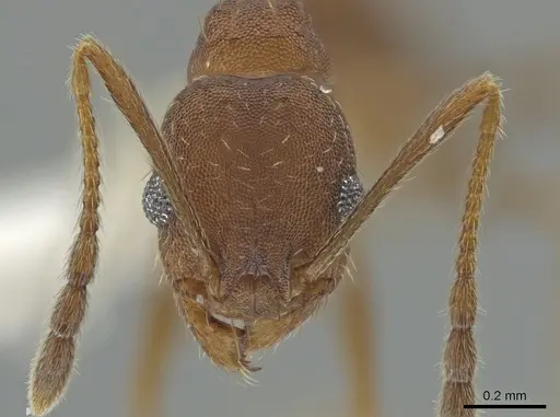 Pheidole angusticeps specimen CASENT0612245 image casent0612245_2