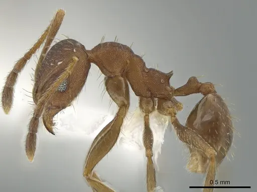 Pheidole angusticeps specimen CASENT0612245 image casent0612245_3