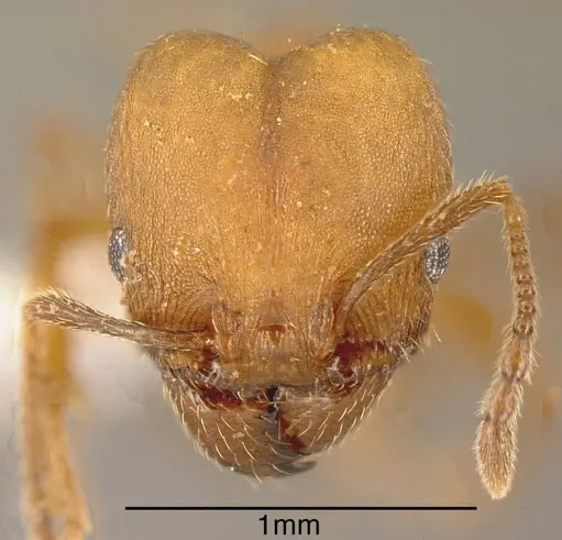 Pheidole angusticeps specimen JTLC000003293 image jtlc000003293_1