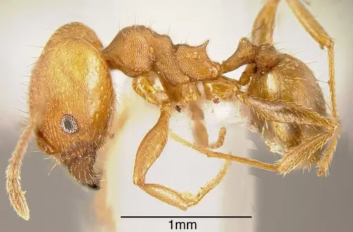 Pheidole angusticeps specimen JTLC000003293 image jtlc000003293_2