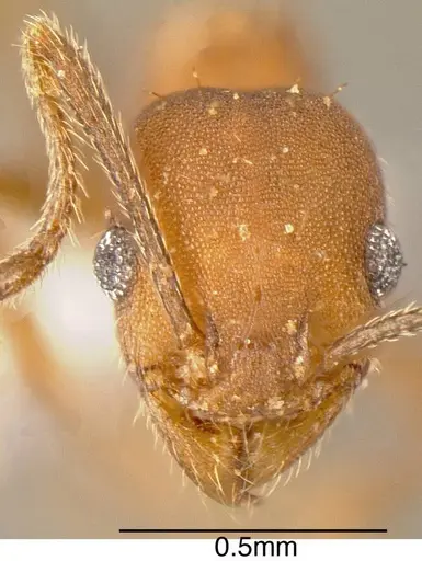 Pheidole angusticeps specimen JTLC000003294 image jtlc000003294_1