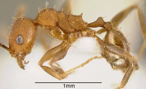 Pheidole angusticeps specimen JTLC000003294 image jtlc000003294_2