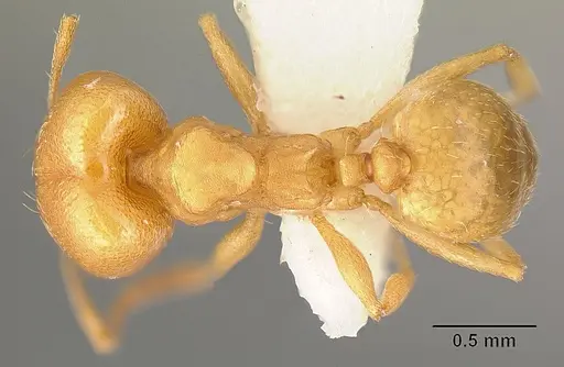 Pheidole angusticeps specimen JTLC000016320 image jtlc000016320_1