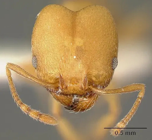 Pheidole angusticeps specimen JTLC000016320 image jtlc000016320_2