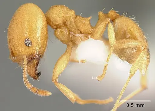 Pheidole angusticeps specimen JTLC000016320 image jtlc000016320_3