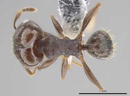 Pheidole angustinigra specimen CASENT0612769 image casent0612769_1
