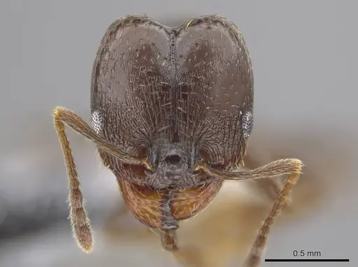 Pheidole angustinigra specimen CASENT0612769 image casent0612769_2