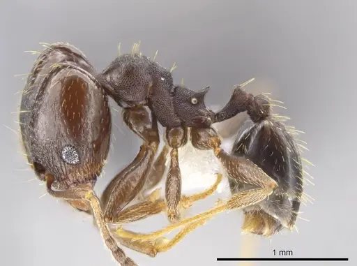Pheidole angustinigra specimen CASENT0612769 image casent0612769_3