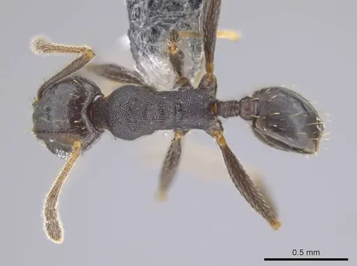 Pheidole angustinigra specimen CASENT0612853 image casent0612853_1