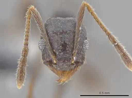 Pheidole angustinigra specimen CASENT0612853 image casent0612853_2