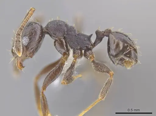 Pheidole angustinigra specimen CASENT0612853 image casent0612853_3